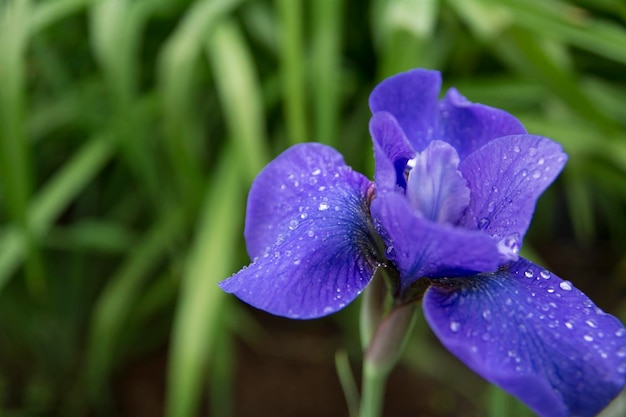 Foto la flor del iris