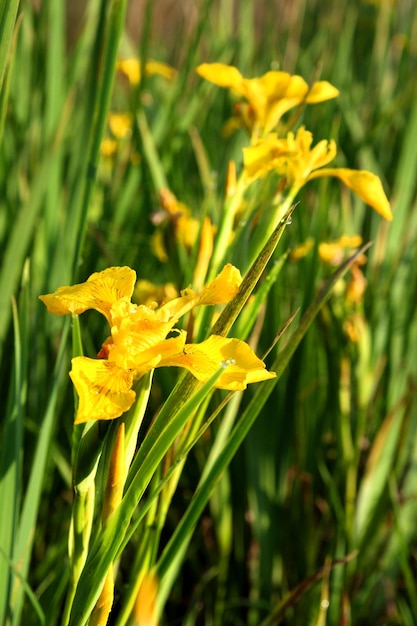 flor de iris