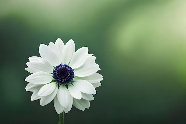 flor isolada em um fundo