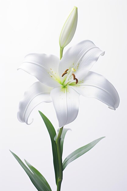 Flor isolada fundo branco fotorrealista natureza núcleo