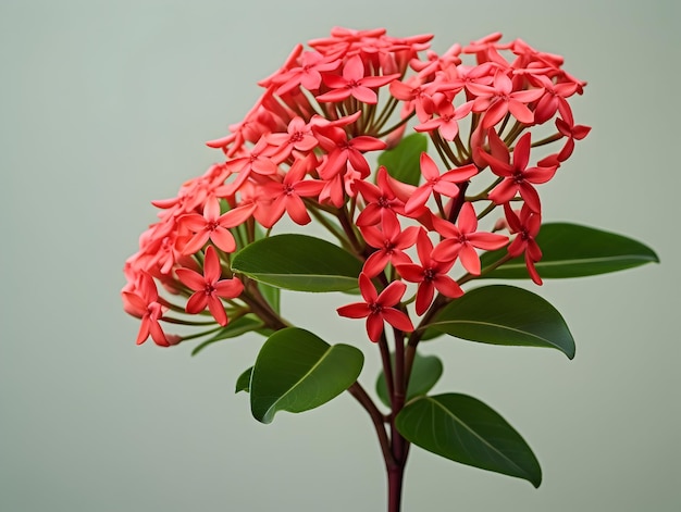 Foto la flor de ixora coccinea en el fondo del estudio, la flor de ixora coccinea, hermosas imágenes de flores.