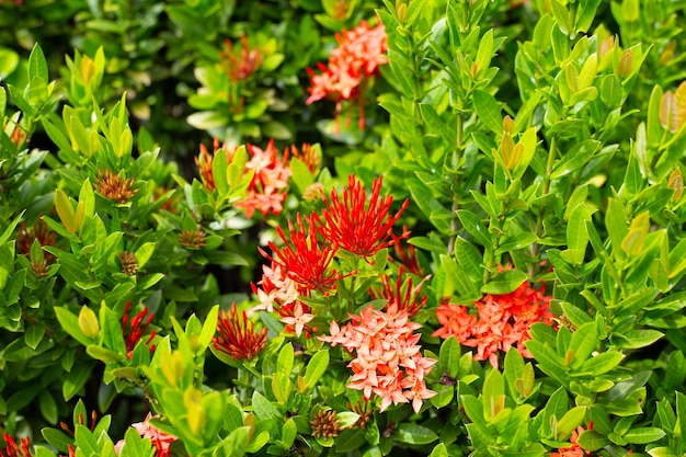 Flor de Ixora en el jardín