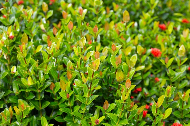 Flor de Ixora en el jardín