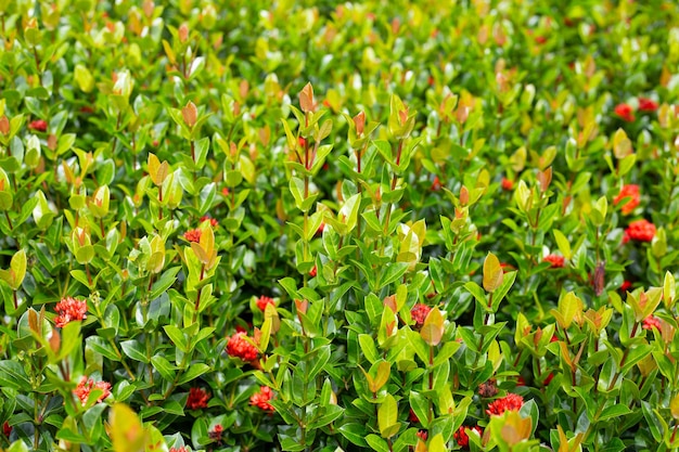 Flor de Ixora en el jardín