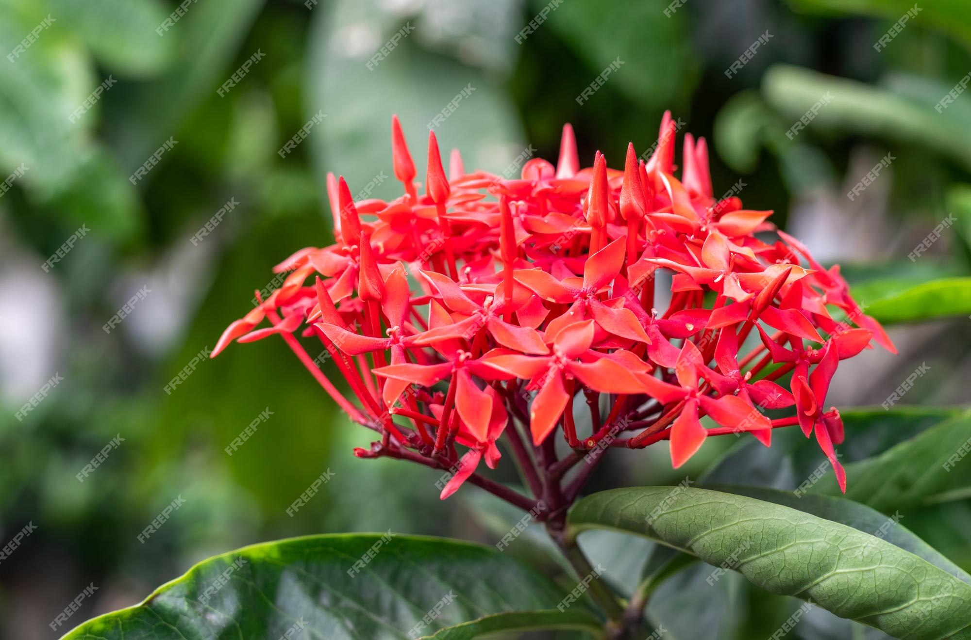 Flor de ixora roja completamente florecida selectivamente enfocada de cerca  en el jardín | Foto Premium