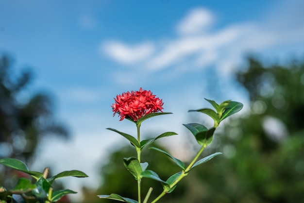 una flor ixora roja con fondo de cielo azul