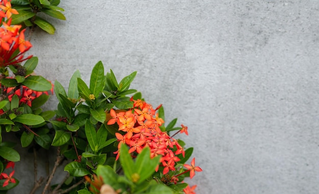 Flor de ixora roja sobre un fondo de cemento