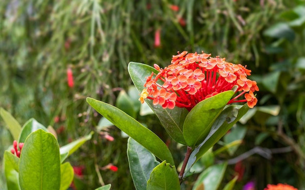 Flor de ixora rojo brillante floreció con hojas en el jardín de cerca