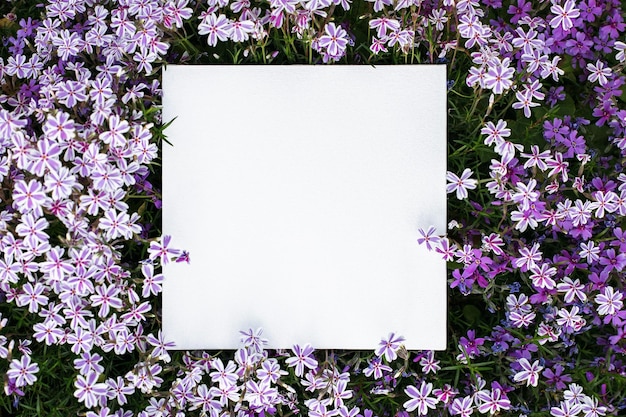 Flor de una jabonera de roca Saponaria ocymoides con tarjeta en blanco