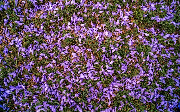 flor jacarandá flor vista do anel viário durante a temporada de primavera em Kathmandu Nepal