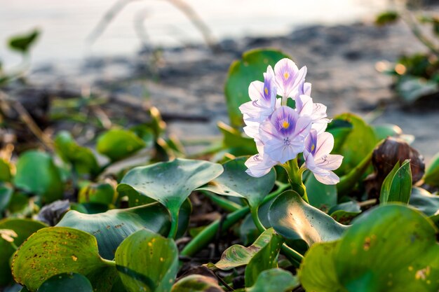 Flor de jacinto de agua común completamente florecida cerca del río bajo la luz del sol