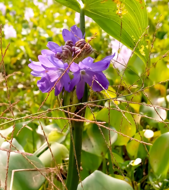 Flor de jacinto de agua con fondo natural