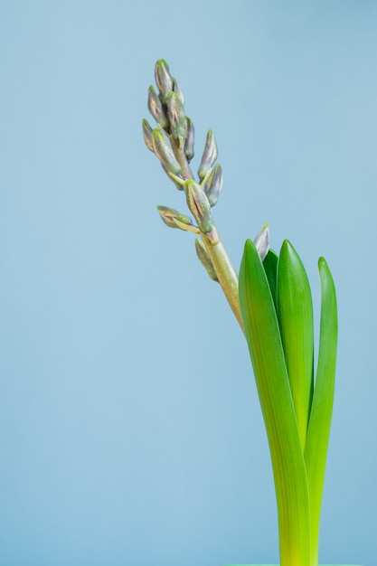 Flor de jacinto azul brote cerrado en maceta de transporte verde