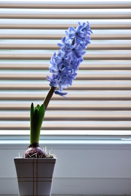 Una flor de jacinto azul está en una maceta sobre una mesa.