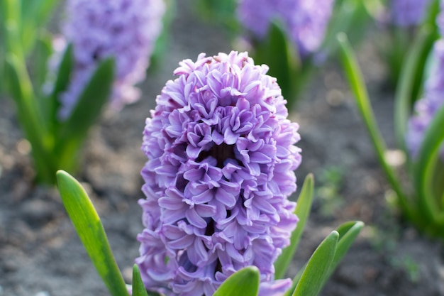 Flor jacinto azul, hyacinthus ou jacintos flor