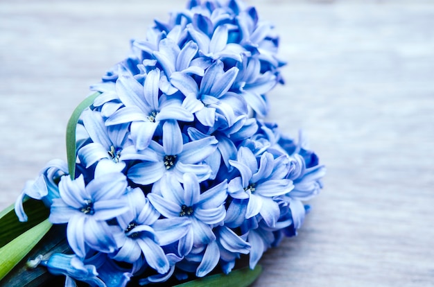 Flor de jacinto azul jardín holandés. Jacinto orientalis de cerca
