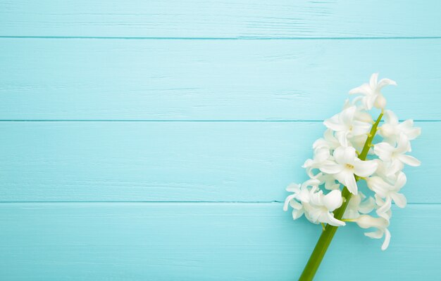 Flor de jacinto blanco sobre un fondo azul.