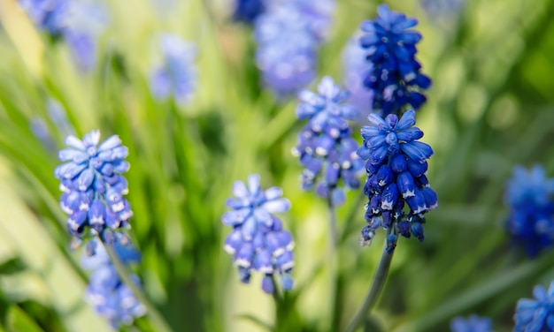 Flor Jacinto de rato na primavera. Foco seletivo.