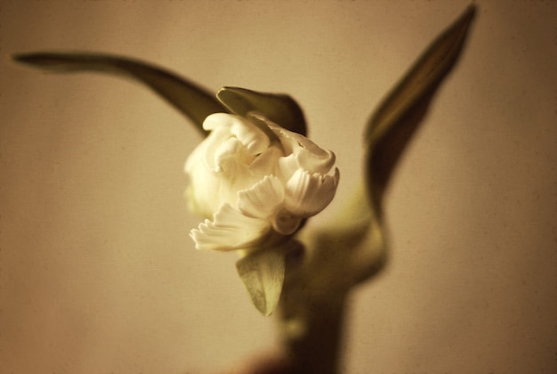Flor jacinto. efeito de grão antigo. imagem filtrada vintage