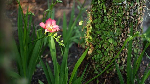 Flor de jacinto de fresia en el bosque, California, Estados Unidos. Planta verde de la mañana de primavera. Hada de primavera