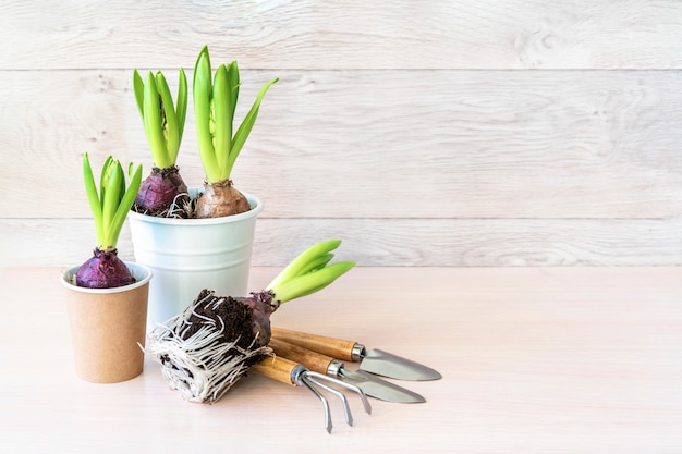 Flor de jacinto en macetas de papel y herramientas de jardinería en la pared de madera. Muro de jardinería de primavera, plantar jacintos. Muro de Pascua, concepto de primavera