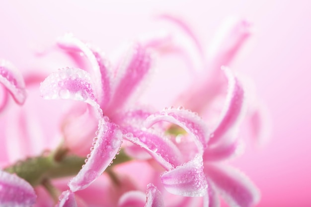 Flor jacinto rosa