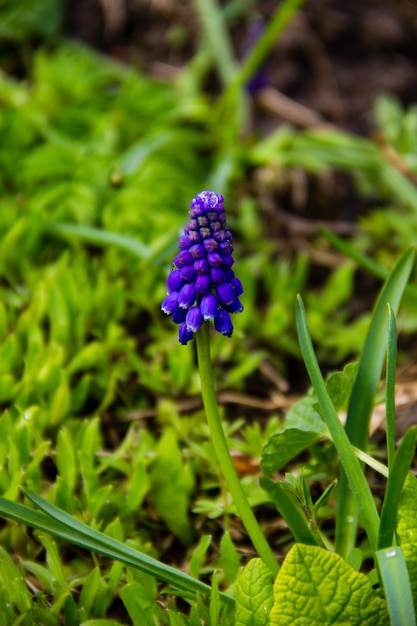 Flor de jacinto de uva azul Muscari en el jardín