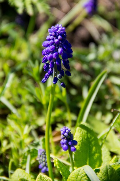 Flor de jacinto de uva azul Muscari en el jardín