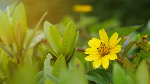 Flor de jacoba amarilla con fondo verde y luz de flash