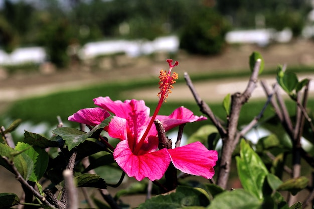 Una flor en un jardín con una casa blanca al fondo.