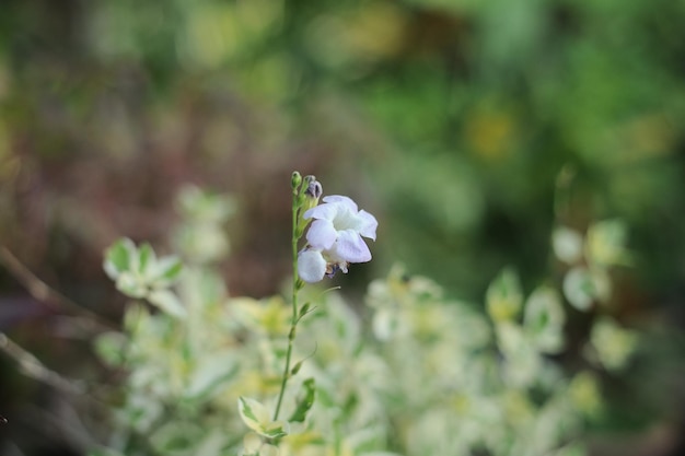 Foto una flor en el jardín con un fondo verde.