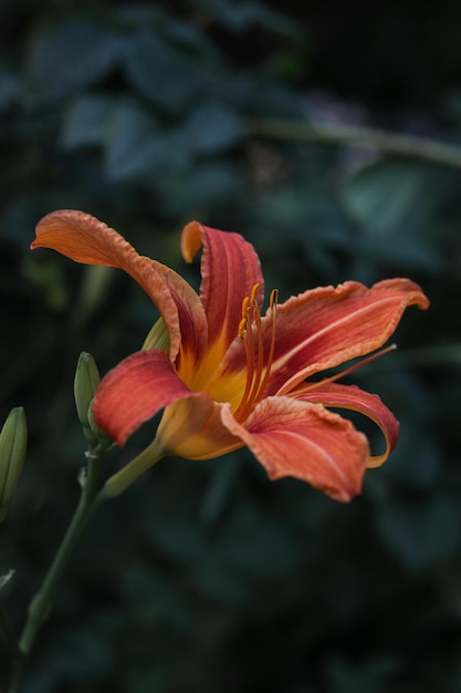 Una flor en un jardín en otoño.