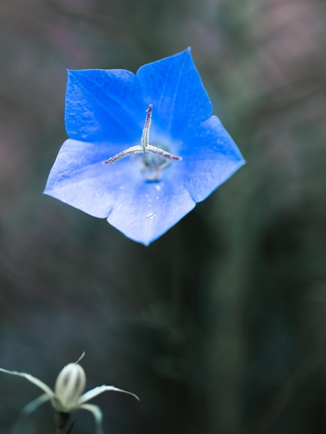 Flor de jardín de verano azul