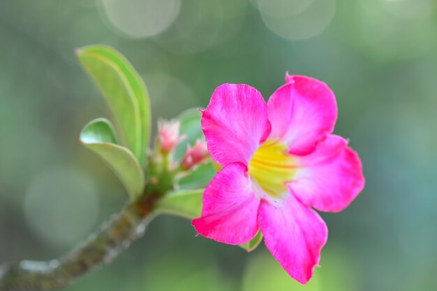 Flor en el jardín