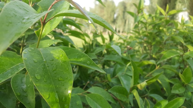 Foto flor de jardín