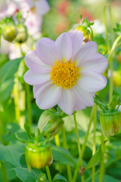 Flor en jardin