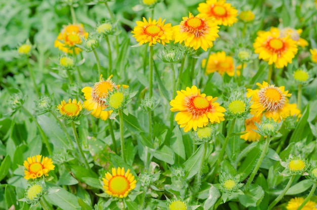 Flor en jardin