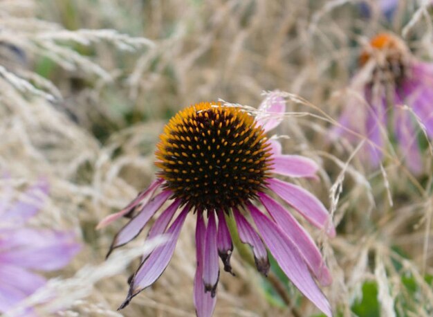 Foto una flor en el jardin