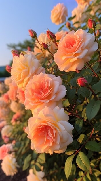 una flor del jardín