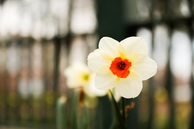 Una flor en una jardinera