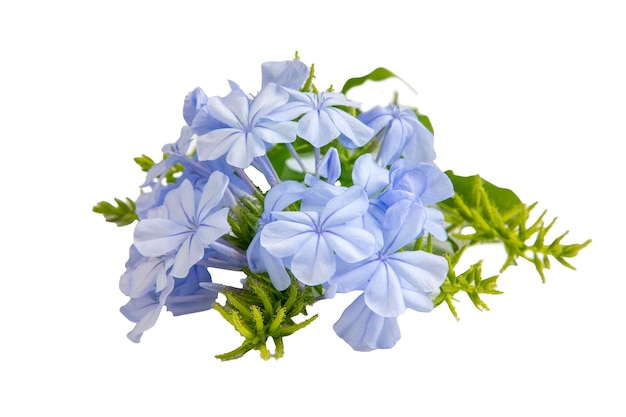 Flor de jazmín azul Nombre científico plumbago capensis