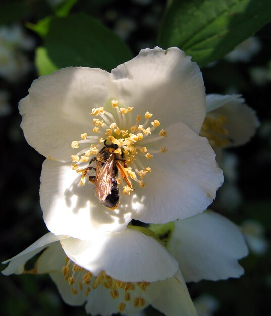 Flor de jazmín blanco y abeja de cerca contra el cielo azul y hojas verdes. Flores de primavera.