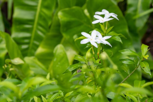 Flor de jazmín blanco con fondo de hoja verde