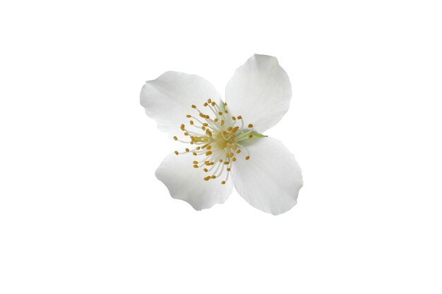 Foto flor de jazmín blanco de png aislada sobre un fondo blanco