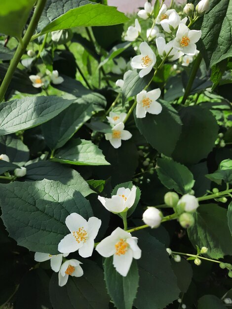 Flor de jazmín blanco