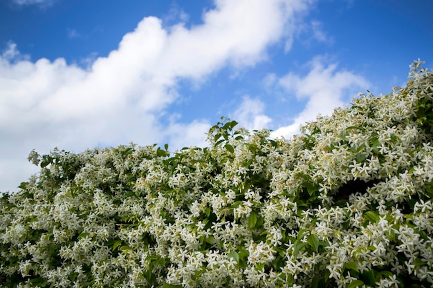 La flor del jazmín blanco