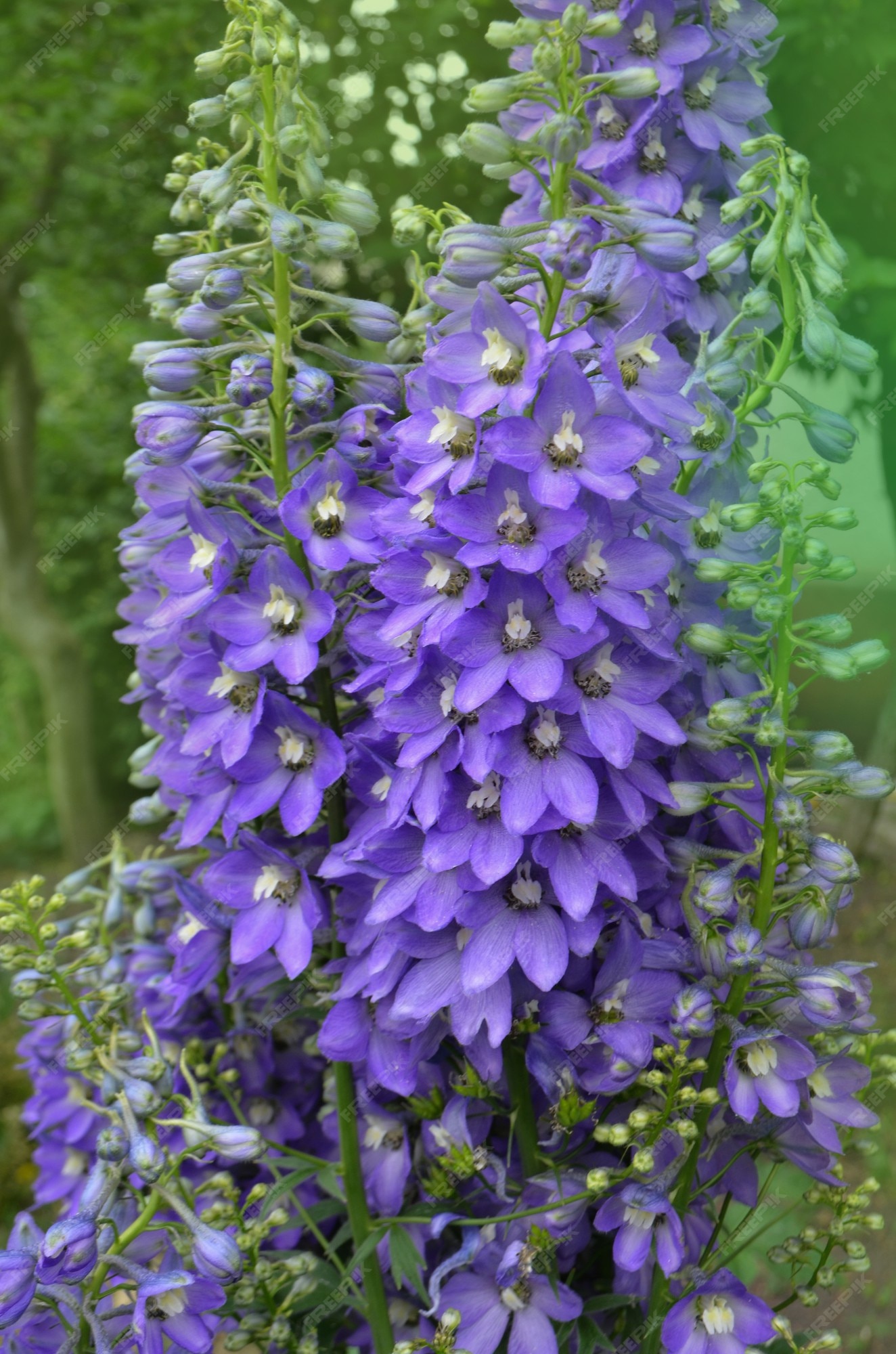 Flor de jazmín delphinium. flor violeta de delphinium en un jardín de  verano | Foto Premium