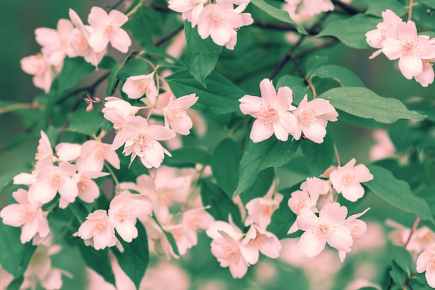 Flor de jazmín floreciente en el jardín Color vintage