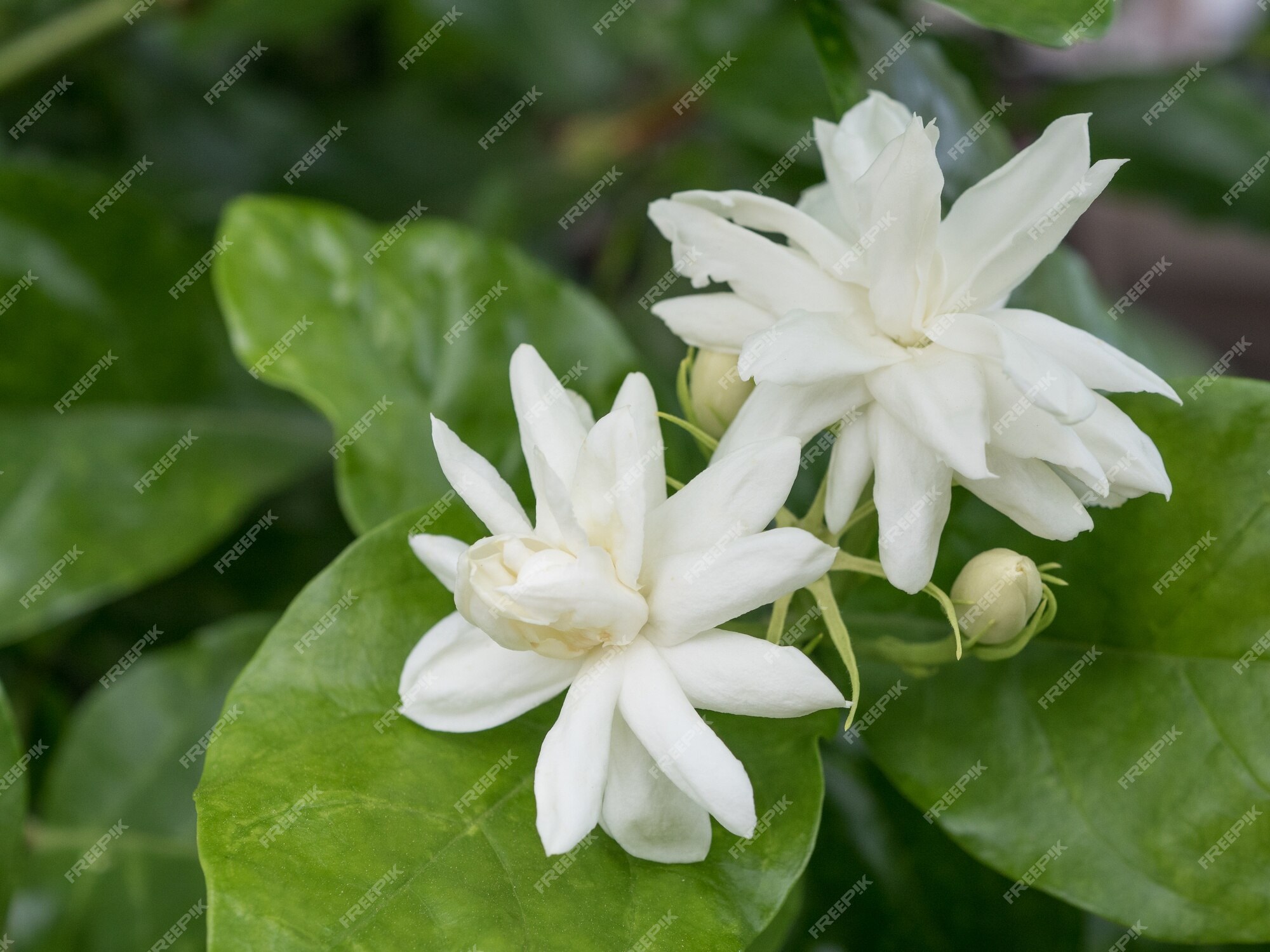 Flor de jazmín y hoja verde | Foto Premium