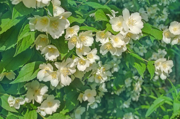 Flor de jazmín en un jardín Flores blancas de jazmín